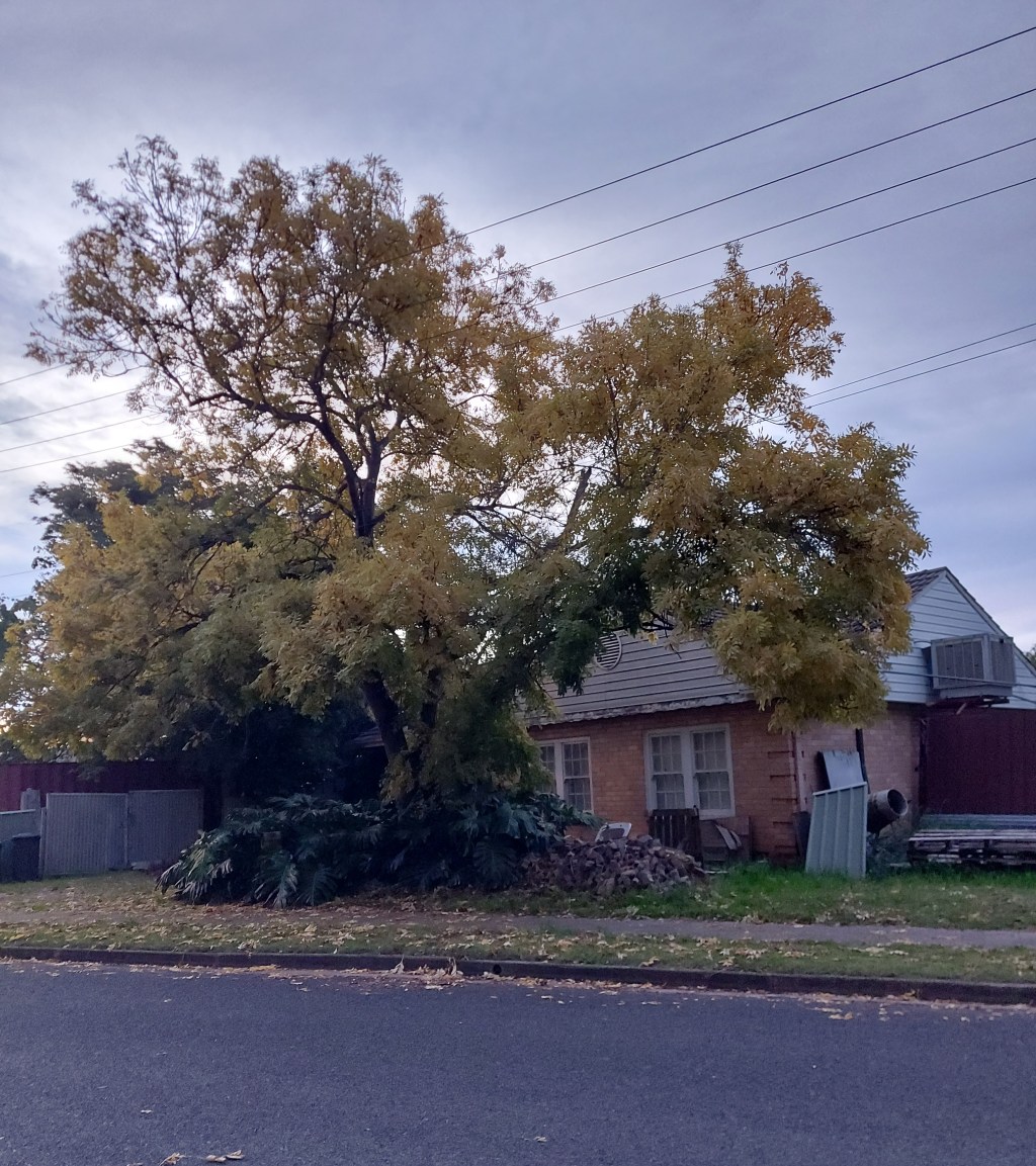 Linton the Suburbanite (Part&nbsp;II)